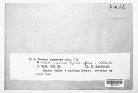 Ustilago filiformis image